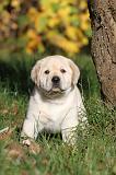 LABRADOR 309